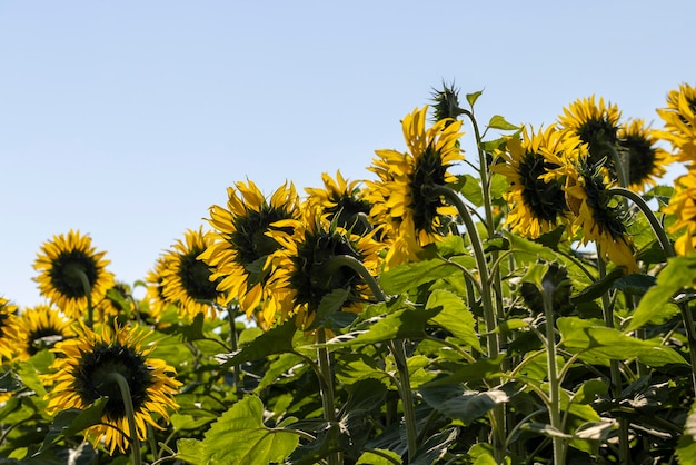 Sunflower field with flowers and bees