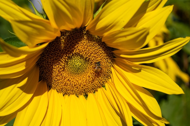 Sunflower field with lots of bees