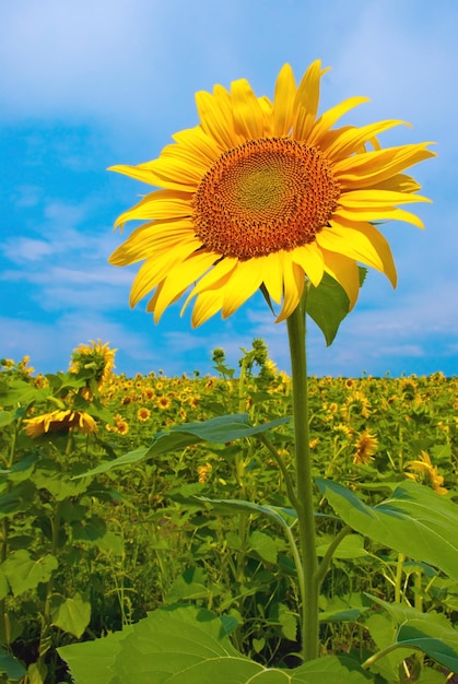 Sunflower in a field with sky