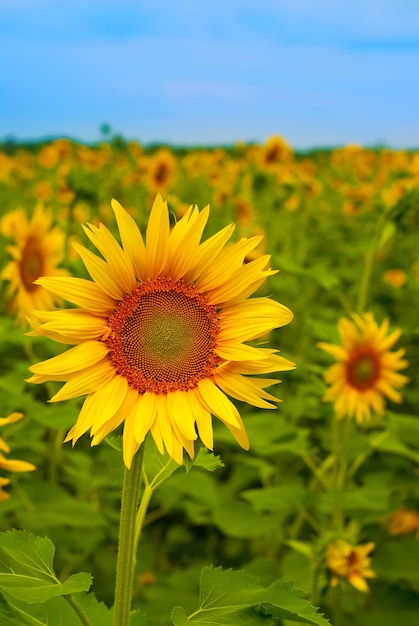 Sunflower in a field with sky