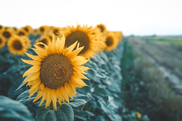 Sunflower field yellow summer close up