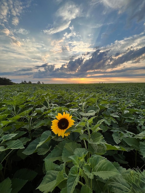 Sunflower field yellow summer close up