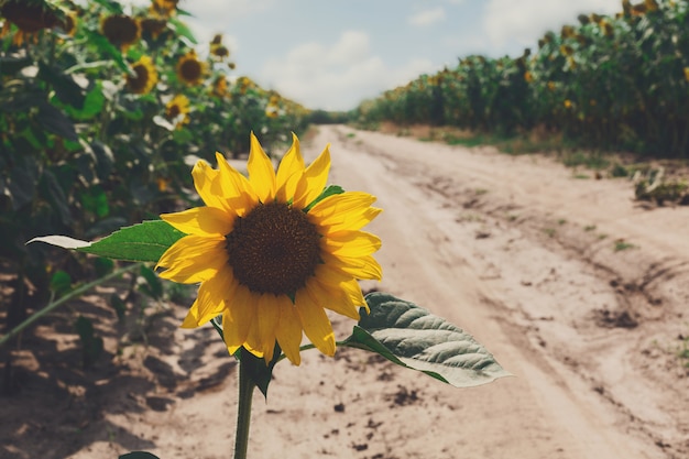 Sunflower at field