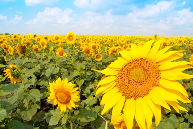 Sunflower field