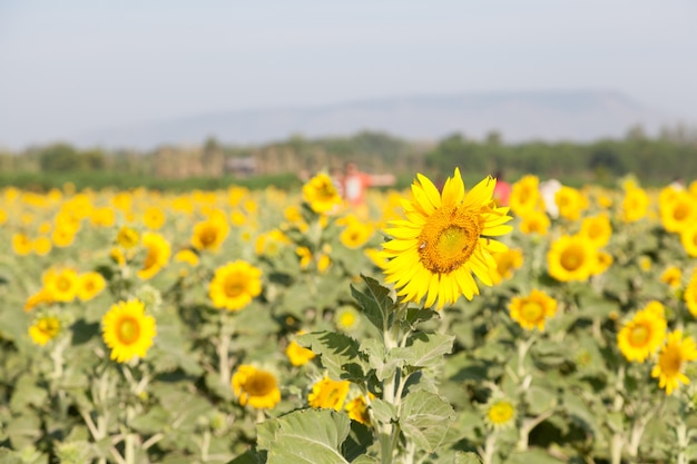 Sunflower in a field