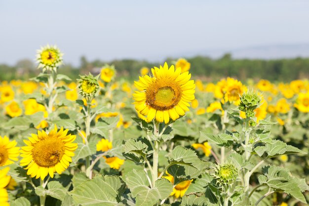 Sunflower in a field