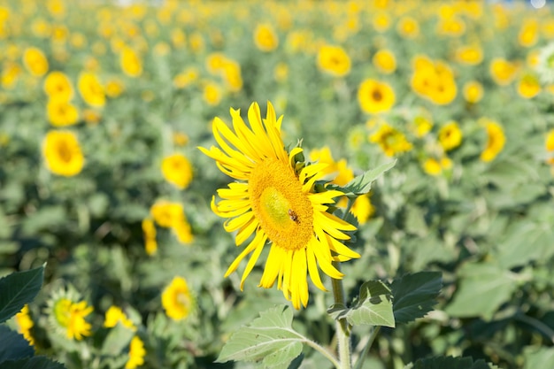 Sunflower in a field