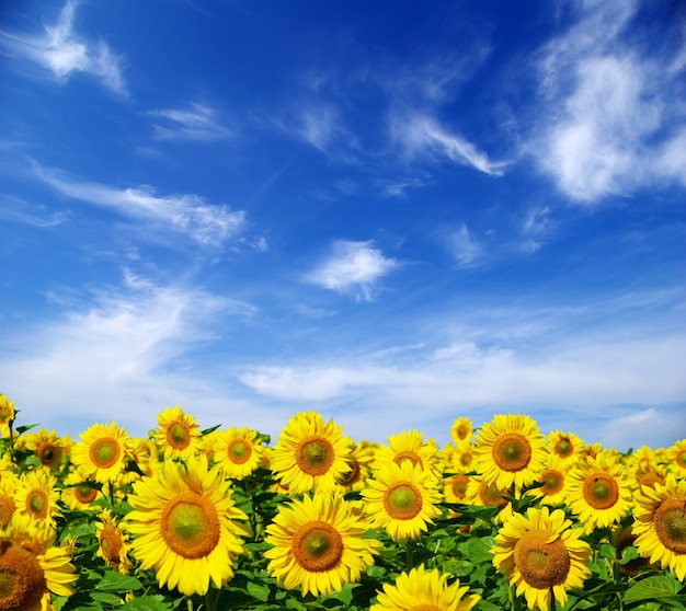 Sunflower field