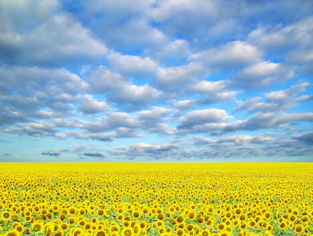 Sunflower field