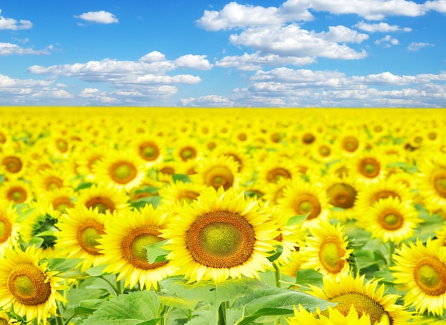 Sunflower field