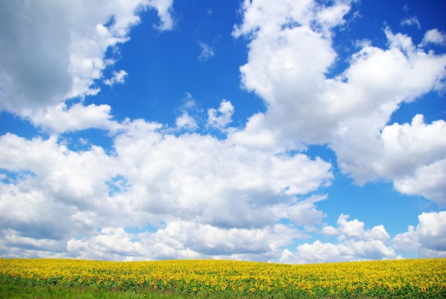 Sunflower field