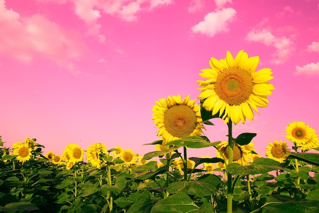 Sunflower field