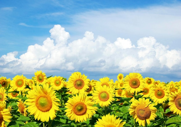 Sunflower field