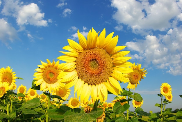 Sunflower field