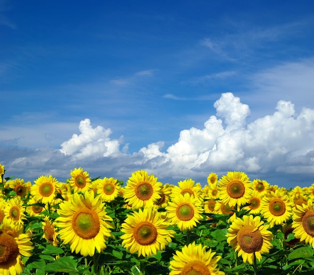 Sunflower field