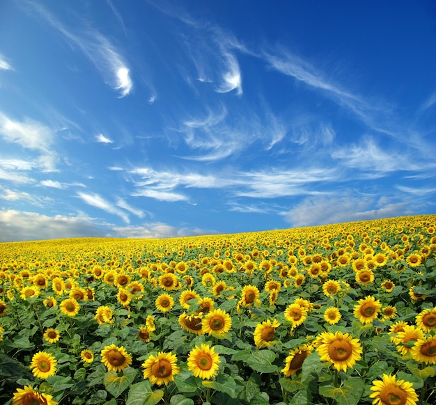 Sunflower field