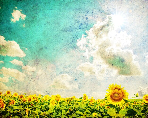 Sunflower field