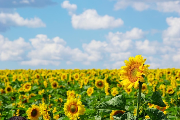 sunflower field