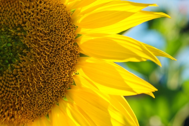 Sunflower in the field