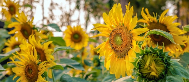 The sunflower fields bloom beautifully against the golden light in the morning Blooming sunflowers