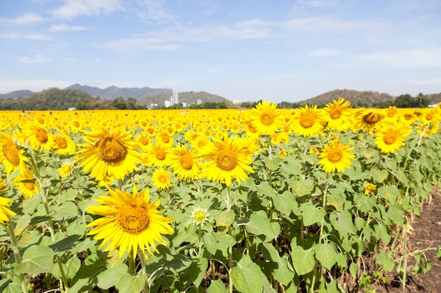 sunflower fields