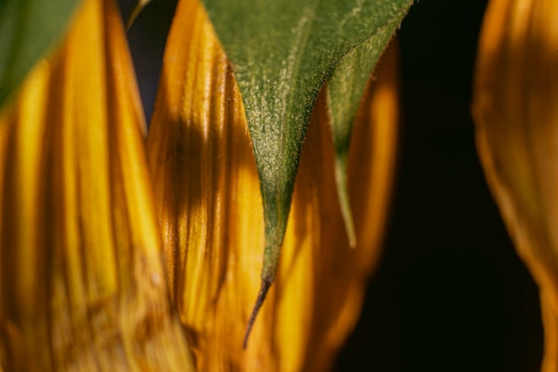 Sunflower flower close up macro photography background