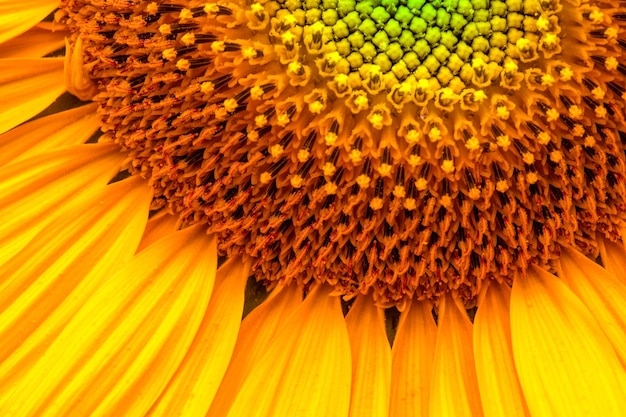 Sunflower Flower closeup Abstract natural background or pattern