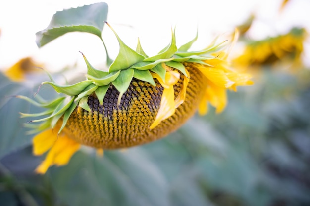 Sunflower flower on a defocused background of a sunflower field