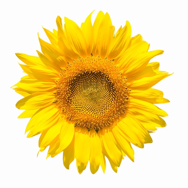 Sunflower flower isolated on a white with clipping pathxA