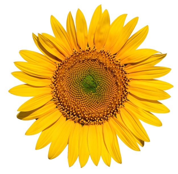 Sunflower flower on a white background close up