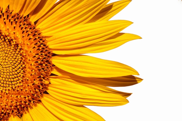 Sunflower flower on a white background close up