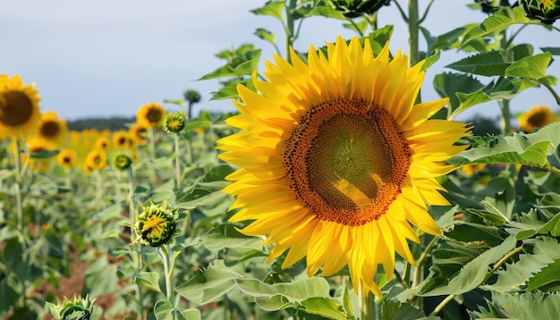 Sunflower flowering in the garden with copy space