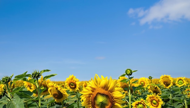 Sunflower flowering in the garden with copy space