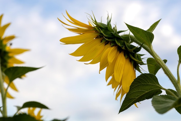 Sunflower flowers against a cloudy sky closeup