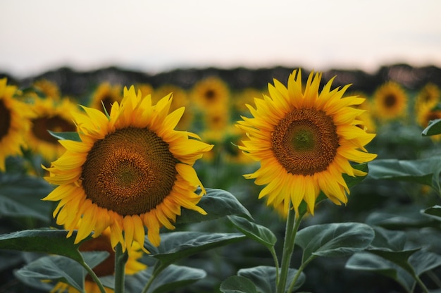 Sunflower flowers in the field