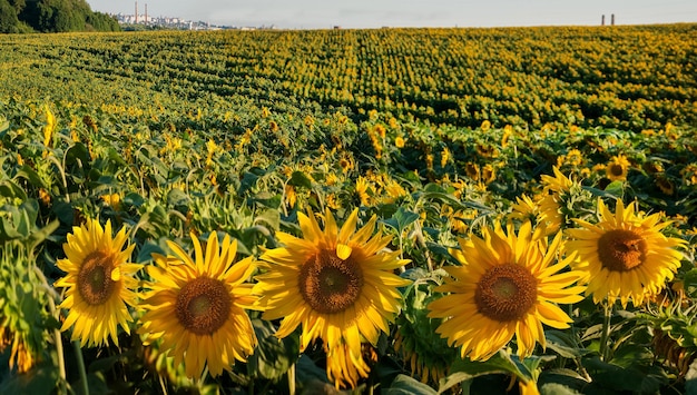 Sunflower flowers ripening in the field in the background of the line of rows on the hills