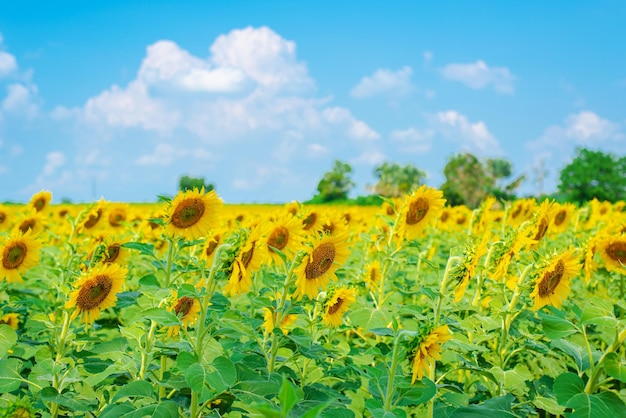 Sunflower garden and the background is blue sky