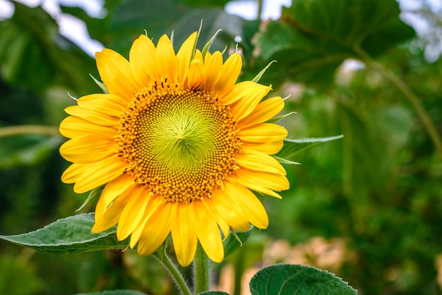 Sunflower in the garden