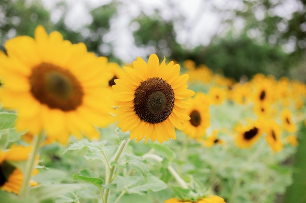 Sunflower in the garden