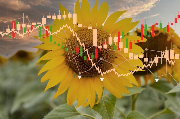 Sunflower a graph of falling and rising prices stocks and production of sunflower and vegetable oil information poster