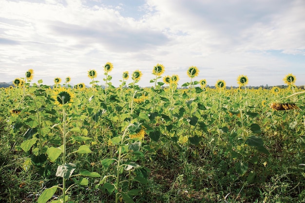 Sunflower of growing on field with the sky in summer.