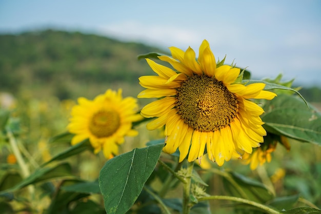 The sunflower Helianthus annuus is a living annual plant in the family Asteraceae