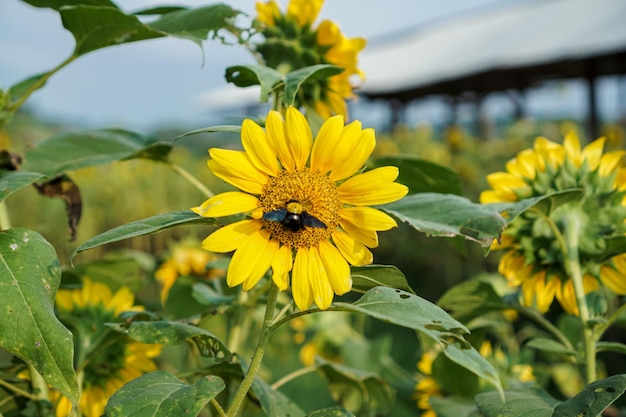 The sunflower Helianthus annuus is a living annual plant in the family Asteraceae