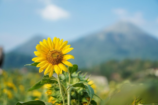 The sunflower Helianthus annuus is a living annual plant in the family Asteraceae