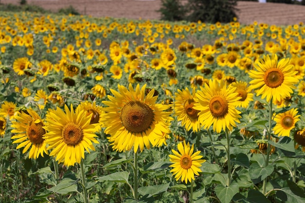 Sunflower inflorescences that hang their heads down are already ripened fruits seeds