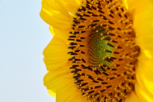 Photo a sunflower is shown against a blue sky.