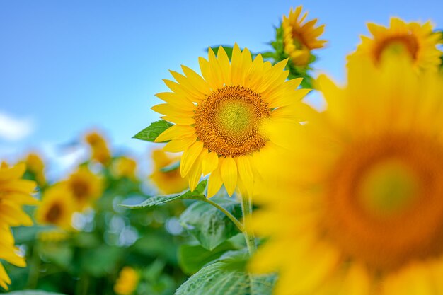 A sunflower is surrounded by a field of sunflowers.