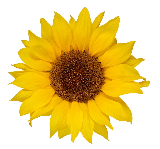 Sunflower isolated on a white background. one yellow flower.