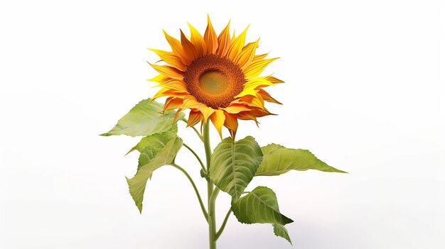 Sunflower isolated on white background Sunflower on white background