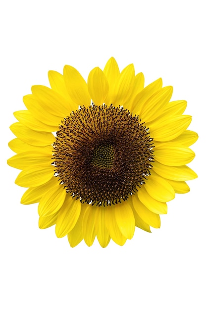 Sunflower isolated on white background Yerllow flower closeup